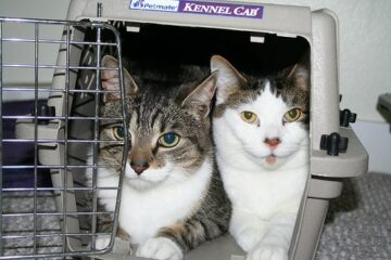 Kauf einer Katzentransportbox