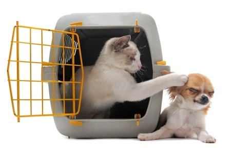 Tranportboxen für Katzen