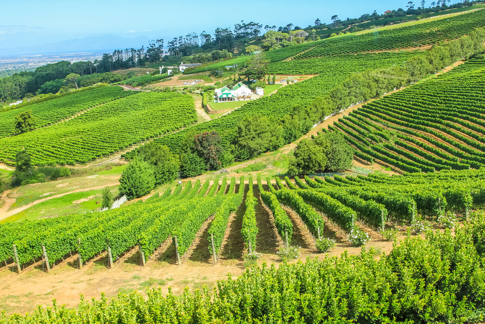 Weinbauernhof mit grüner Weinrebe, Constantia, Kapstadt, Südafrika.