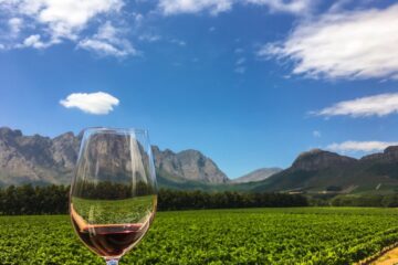 Weine aus Südafrika: Eine Reise durch die Weingüter des Landes!