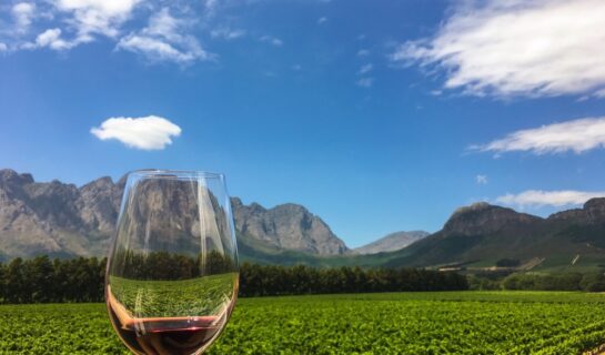 Weine aus Südafrika: Eine Reise durch die Weingüter des Landes!
